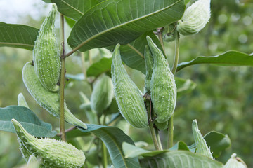 Close-up on the fruits (follicles aka pods) of the common milkweed.  Immature milkweed fruits with...