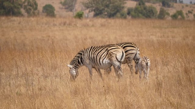 Small baby zebra drinks from mother after following her