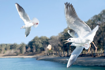 a seagull grabs bread in the air