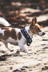 Jack Russell playing on the beach and running around 