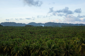Plumes of smoke rise from dense coconut palm forest as farming villages burn debris