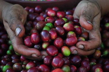 Coffee picking hands in the mountains of Colombia