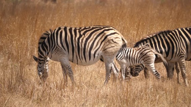 Zebra foal drinks from mother