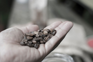 Hands with coffee beans, from the mountains of Colombia