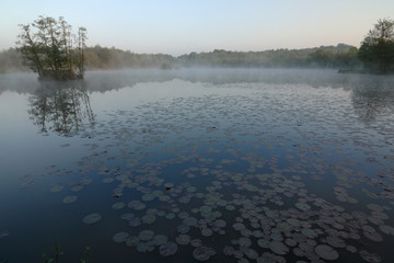 Fototapeta premium Teichlandschaft