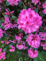 Pink azela bush