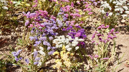 Obraz premium Blumen
