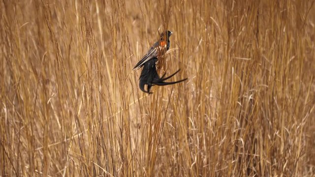 Strong wind moves long grass and male long-tailed widowbird