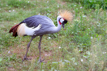 The black crowned crane, also known as the black crested crane, is a bird in the crane family...