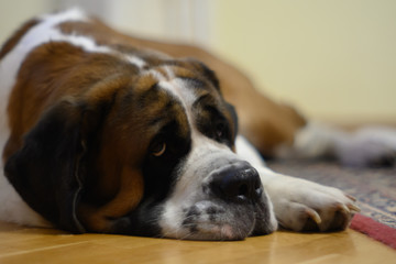 Saint Bernard
