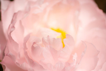 Fototapeta premium 牡丹の花DSC3044