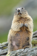 Alpenmurmeltier Marmota marmota