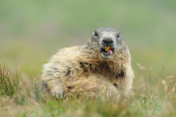 Naklejka na ściany i meble Alpenmurmeltier Marmota marmota