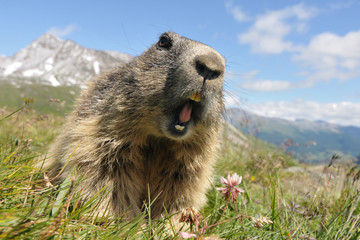 Alpenmurmeltier Marmota marmota