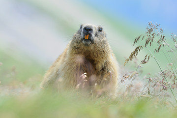 Naklejka na ściany i meble Alpenmurmeltier Marmota marmota
