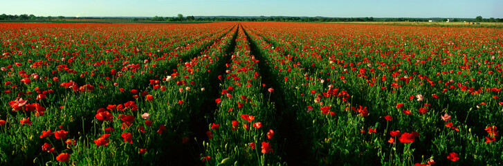 Wildflower Farm, Fredericksburg, Texas