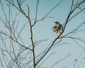 Kwiczoł, kwiczoł (Turdus pilaris) ptak wędrowny z rodziny drozdowatych (Turdidae)	