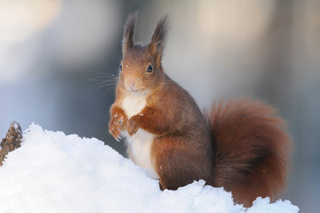 Eichhörnchen Sciurus vulgaris