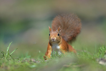 Eichhörnchen Sciurus vulgaris