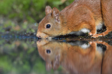 Eichhörnchen Sciurus vulgaris