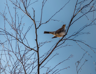 Kwiczoł, kwiczoł (Turdus pilaris) ptak wędrowny z rodziny drozdowatych (Turdidae)	