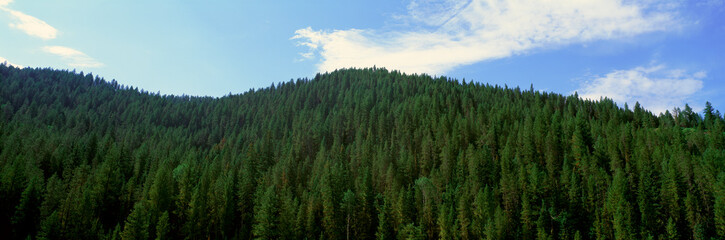 Pine trees, Wyoming