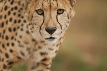 Gepard Acinonyx jubatus