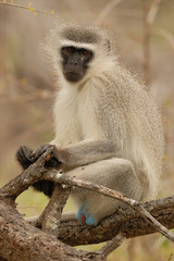 Naklejka premium Grünmeerkatze Cercopithecus aethiops