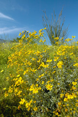 Ocotillo blossoms in springtime desert in Coyote Canyon, Anza-Borrego Desert State Park, near Anza Borrego Springs, CA
