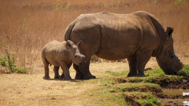 Baby rhino walks around huge mother rhinoceros at water