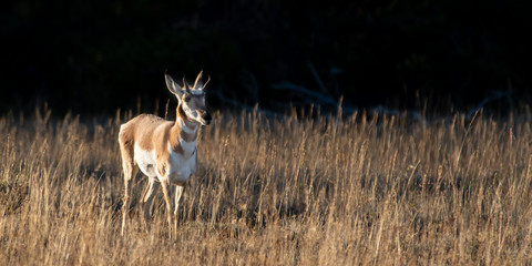 Pronghorn at Grand Tetons NP