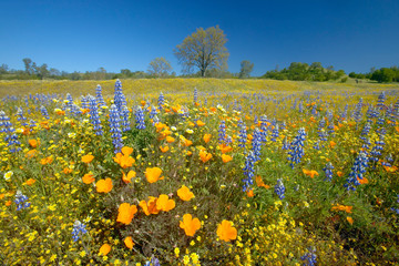 A colorful bouquet of spring flowers and California poppies near Lake Hughes, CA