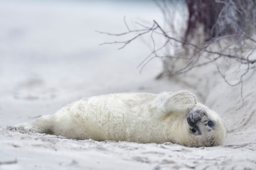 Kegelrobbe Halichoerus grypus