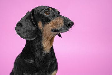 adorable portrait of amazing healthy and happy adult black and tan dachshund  on the pink background