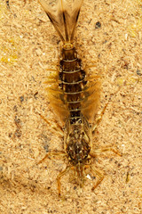 The dragonfly larvae on Suvaja River