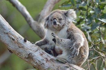 Fototapeta premium Koala Phascolarctos cinereus