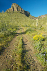 Naklejka na ściany i meble Dirt tire tracks leading to Picacho Peak State Park north of Tucson, AZ in spring time