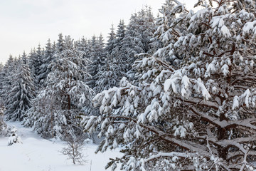 Aerial view of snow-clad treetops of the fir, Lika, Croatia