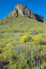 Yellow and purple desert flowers blossoming in spring at Picacho Peak State Park north of Tucson, AZ