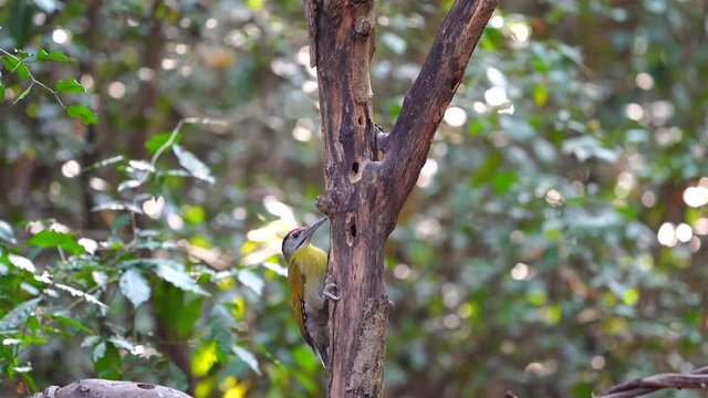 Black-naped Woodpecker eating maggots in stump.(Scientific Name : Picus guerini )