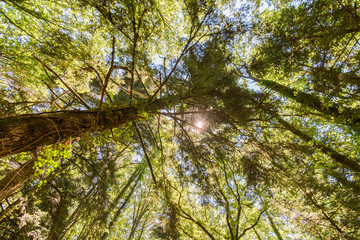 Fototapeta premium boschetto