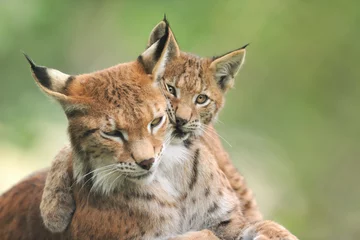 Abwaschbare Fototapete Luchs Luchs Lynx Iynx