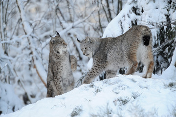 Luchs Lynx Iynx