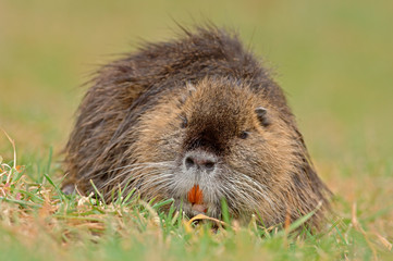 Nutria Myocastor coypus