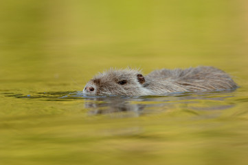 Nutria Myocastor coypus