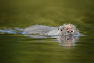 Nutria Myocastor coypus