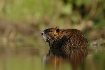Nutria Myocastor coypus