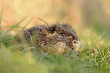 Nutria Myocastor coypus