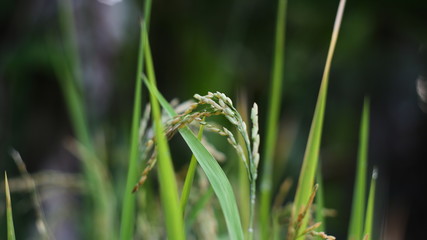 green rice
