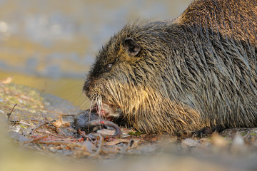 Nutria Myocastor coypus